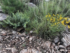 Heliopsis parvifolia