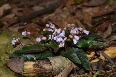 Viola violacea