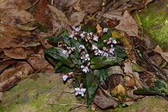 Viola violacea