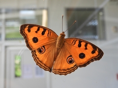 Junonia almana