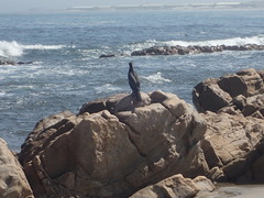 Phalacrocorax capensis