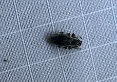 Cyrtepistomus castaneus
