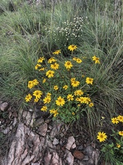 Heliopsis parvifolia