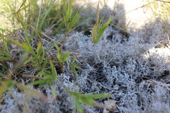 Cladonia rangiferina