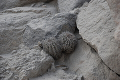 Melocactus peruvianus