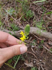 Bulbine lagopus