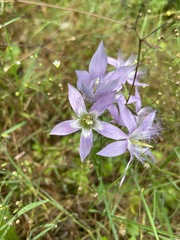 Gentianella austriaca
