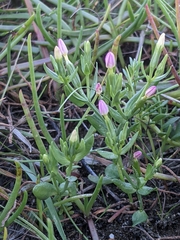 Centaurium