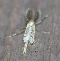 Chaoborus punctipennis