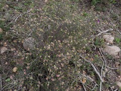 Diosma fallax