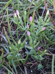 Centaurium