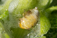 Clastoptera xanthocephala
