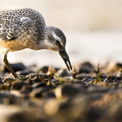 Calidris canutus