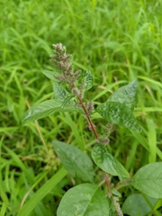 Amaranthus tuberculatus