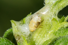 Clastoptera xanthocephala