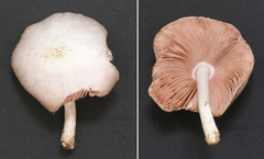 Pluteus
