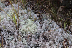 Cladonia rangiferina