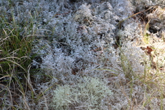 Cladonia arbuscula