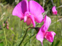 Lathyrus sylvestris