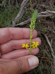 Bulbine lagopus