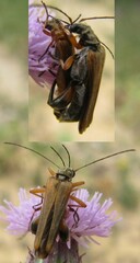 Oedemera podagrariae