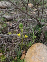 Bulbine lagopus