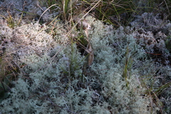 Cladonia arbuscula