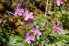 Geranium reuteri