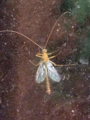 Ophioninae