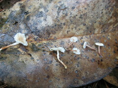 Marasmiellus