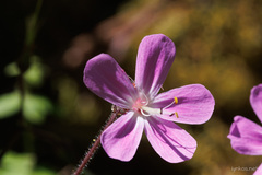Geranium reuteri