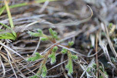 Selaginella rupestris