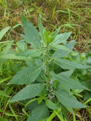 Mentha canadensis