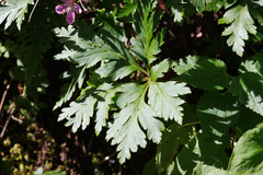 Geranium reuteri