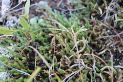 Selaginella rupestris