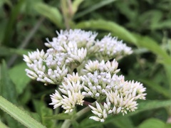 Eupatorium formosanum