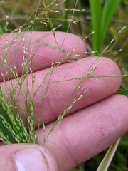 Panicum philadelphicum philadelphicum