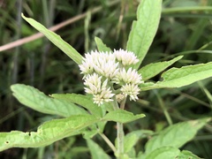 Eupatorium formosanum