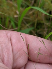 Panicum philadelphicum philadelphicum
