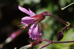 Geranium reuteri