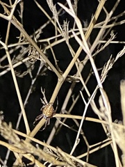 Neoscona oaxacensis