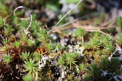 Polytrichum juniperinum