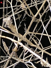 Neoscona oaxacensis