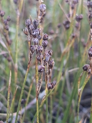 Juncus gerardi
