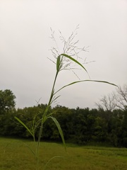 Panicum philadelphicum philadelphicum