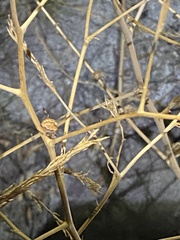 Neoscona oaxacensis
