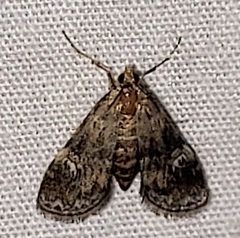 Elophila tinealis