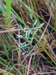Eragrostis hypnoides