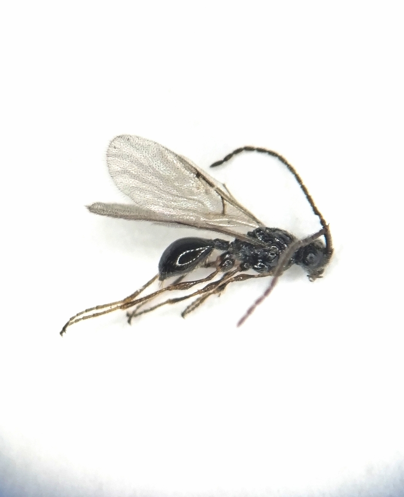 Polypeza
