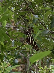 Heliconius charithonia
